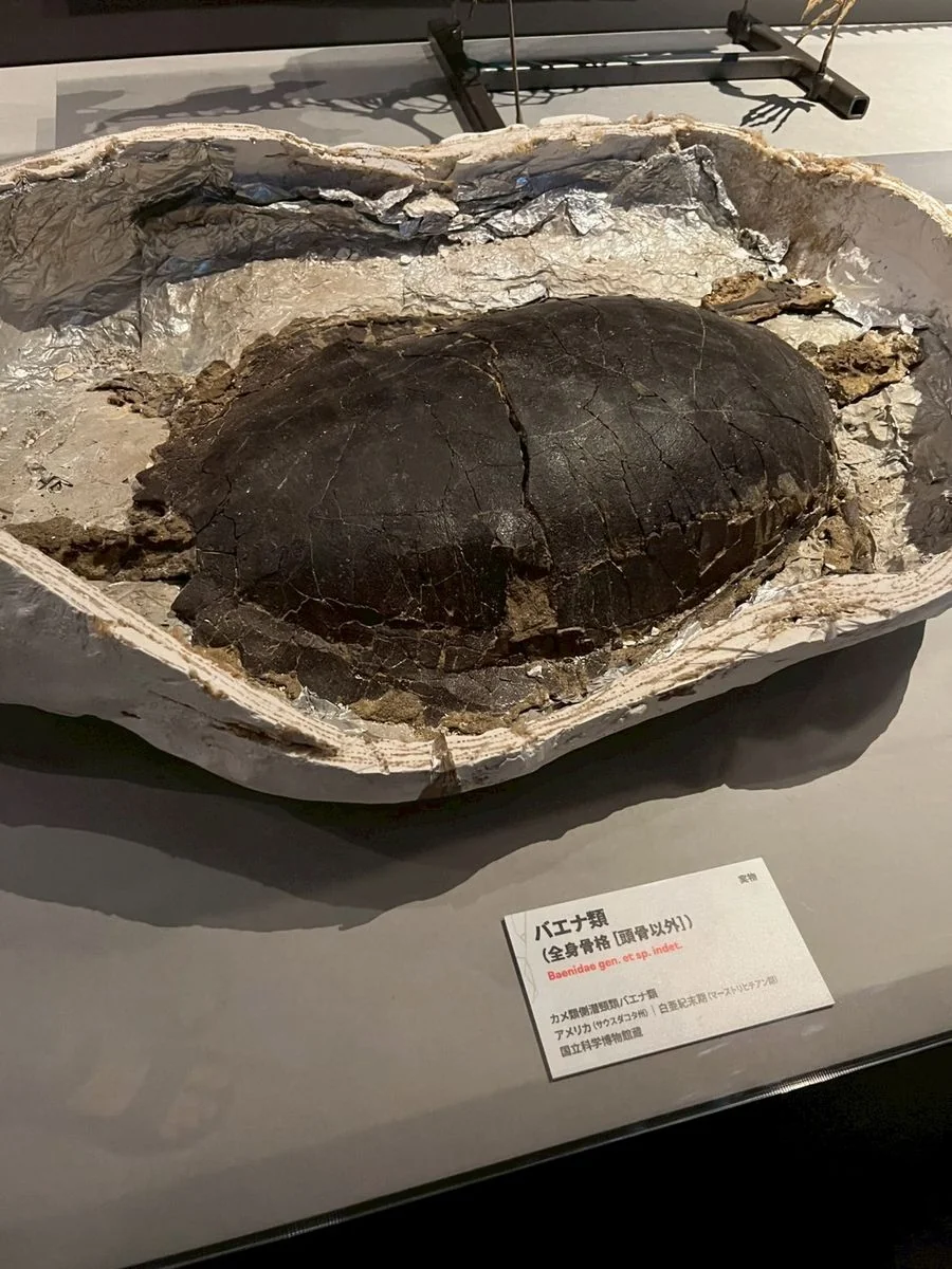 バエナ類（カメ類）の全身骨格